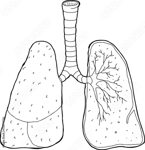 Outlined Cross Section Lungs
