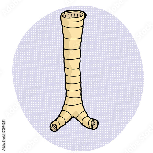 Human Trachea Drawing
