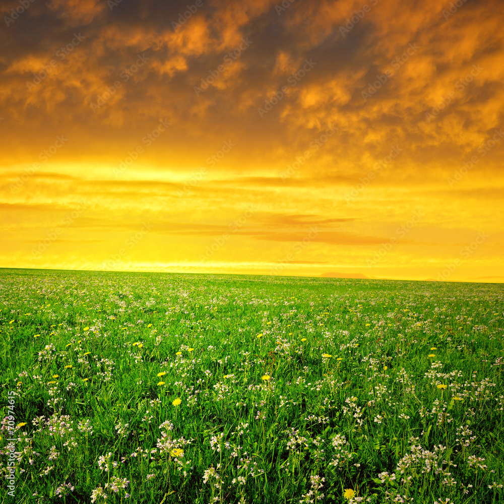 Spring meadow in the sunset Spring meadow in the sunset