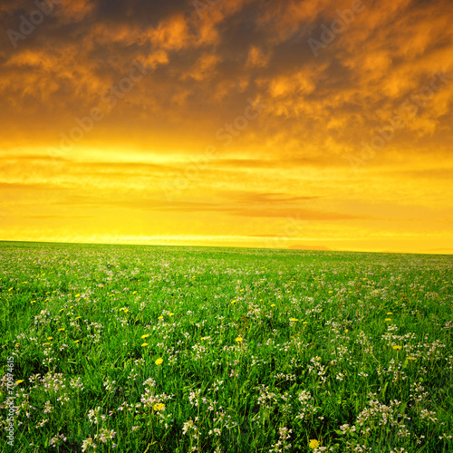 Spring meadow in the sunset