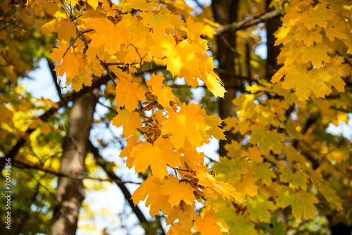 autumn leaves on a tree