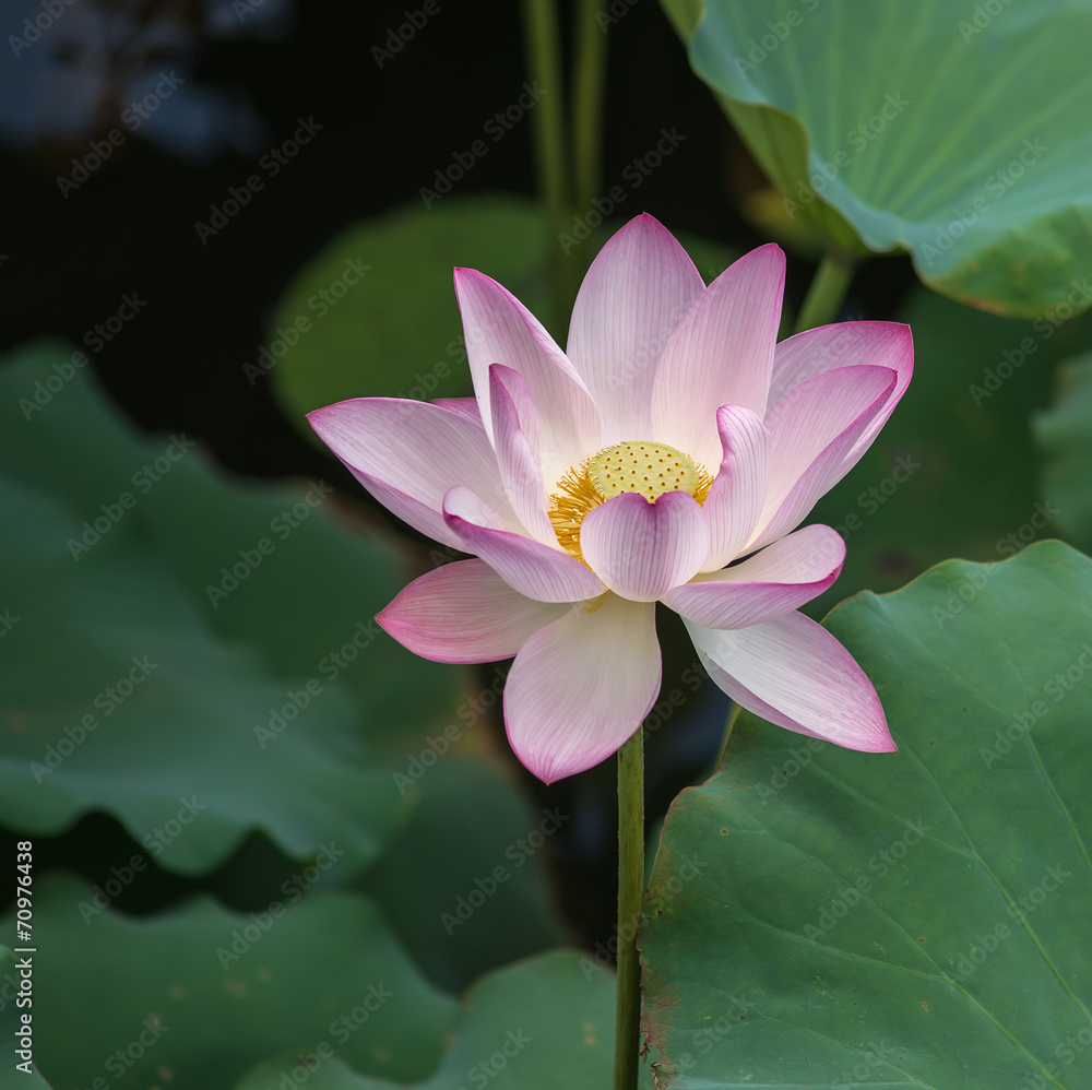 Water Lily on grunge textured background Water Lily on grunge textured background