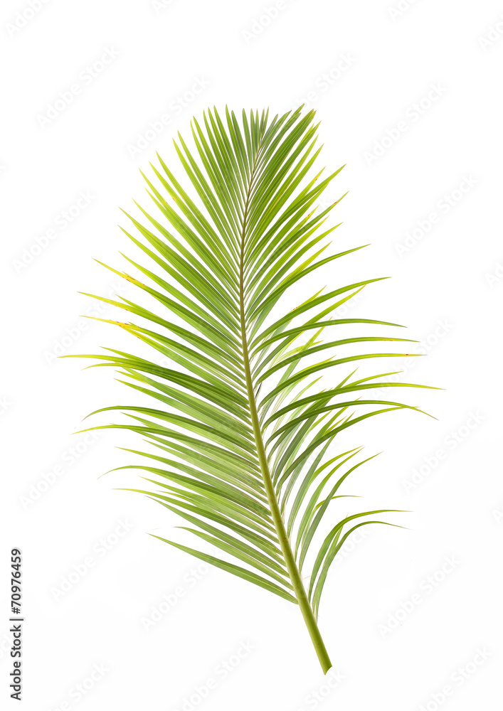 palm tree isolated on white background palm tree isolated on white background