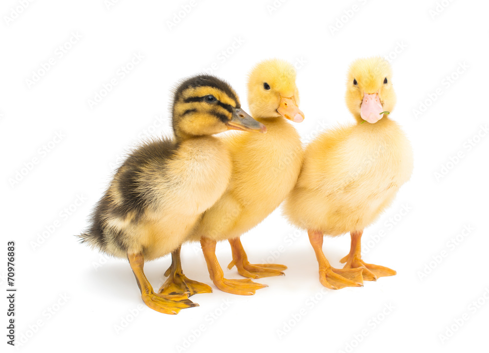 ducklings isolated