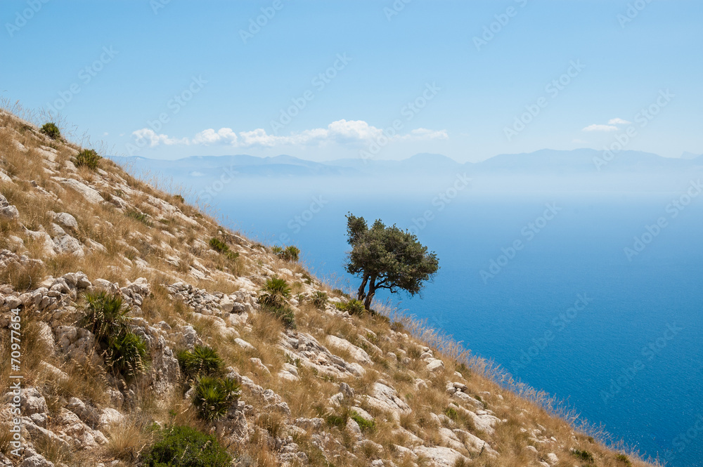 Old olive tree on a steep mountain with blue sea in background