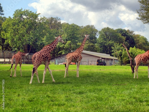 Giraffe in the UK zoo