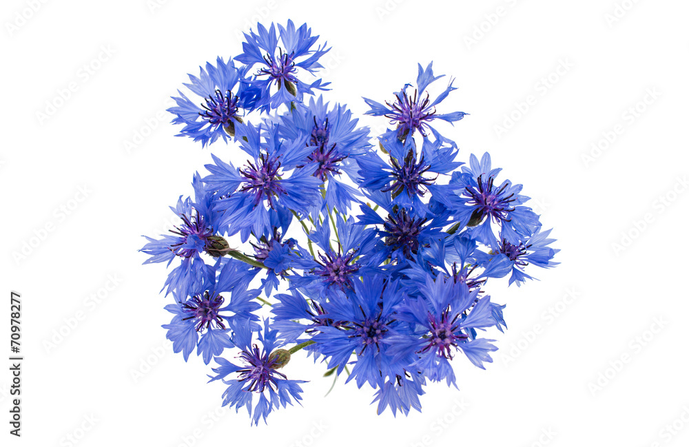 Beautiful blue cornflower isolated