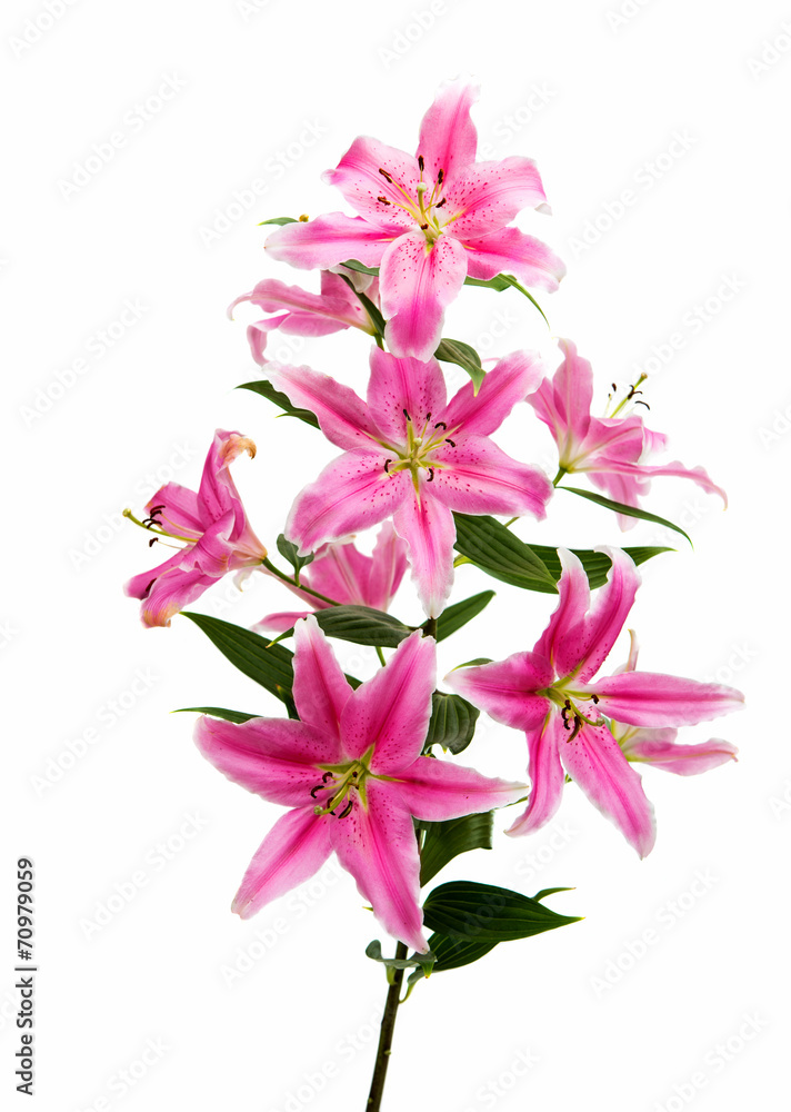 pink lily isolated pink lily isolated