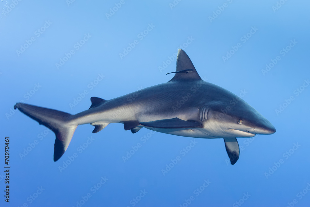 Obraz premium shark attack underwater