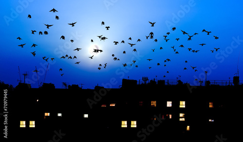 Photography Birds with full moon over city rooftops