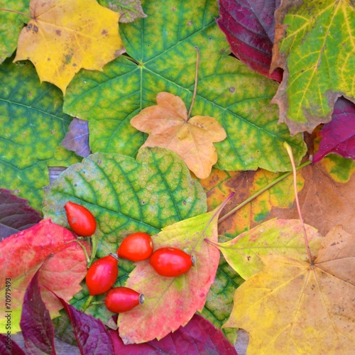 Herbst Grußkarte - Hintergrund Dekoration mit bunten Blättern, Herbstlaub und Früchten