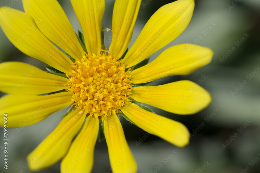 Obraz premium Gazania rigen, Gazania lemon tart, ASTERACEAE