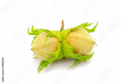 green hazel nut