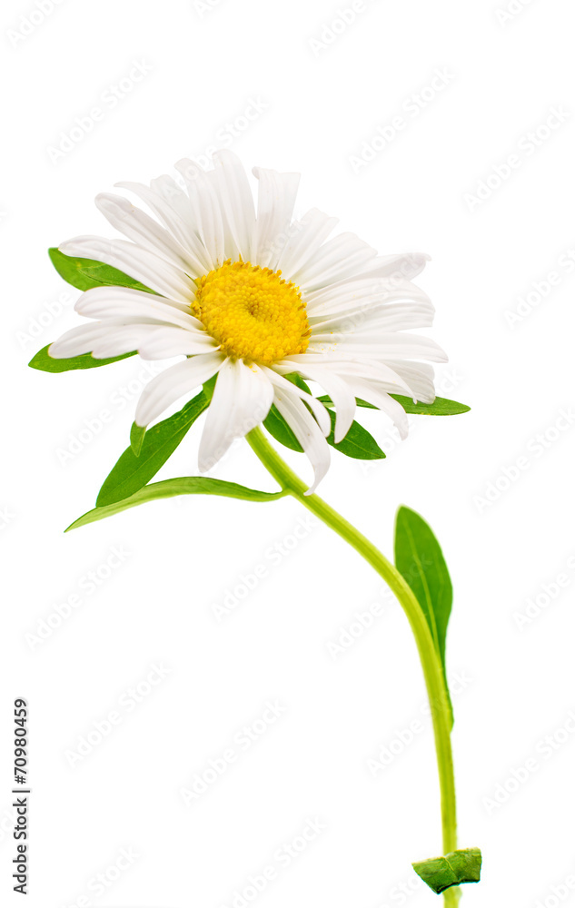 Fototapeta premium daisy