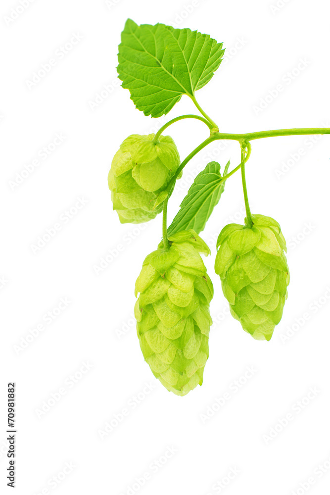 hop cones hop cones