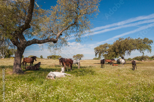 Horses in the pastures. Spring day. Extremadura, Spain © irantzuarb