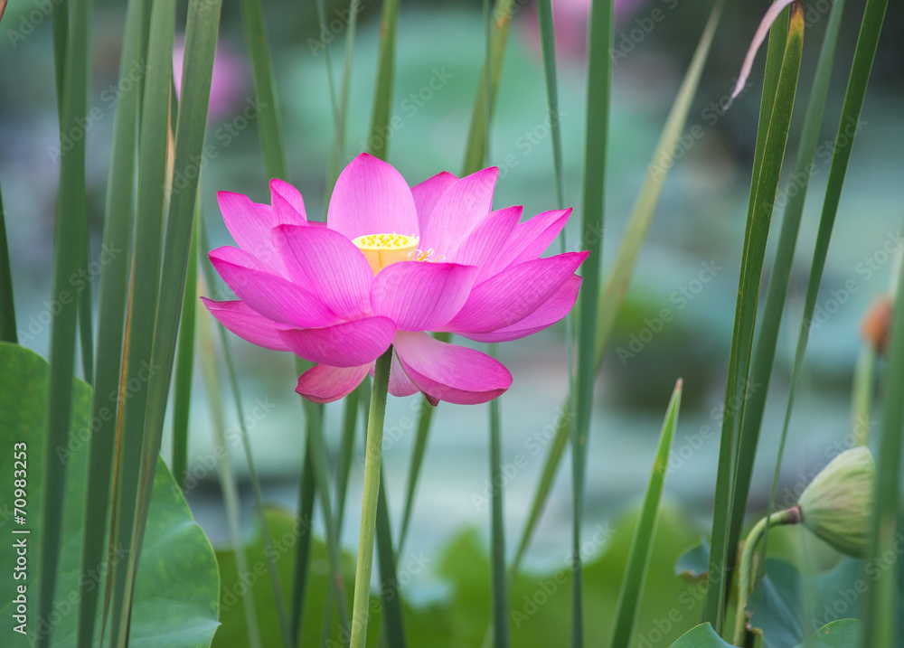 Fototapeta premium blooming lotus flower