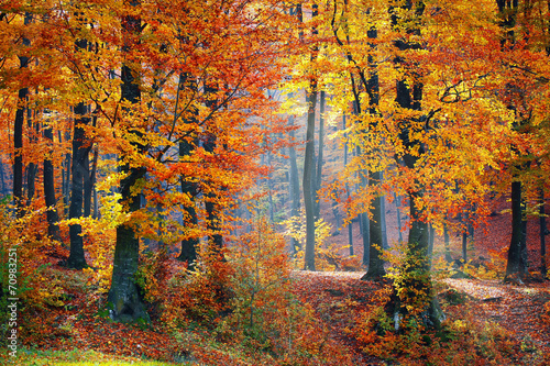 Fototapeta Naklejka Na Ścianę i Meble -  Light in autumn forest