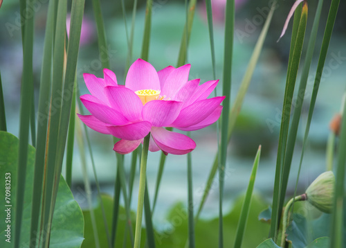Fototapeta Naklejka Na Ścianę i Meble -  blooming lotus flower