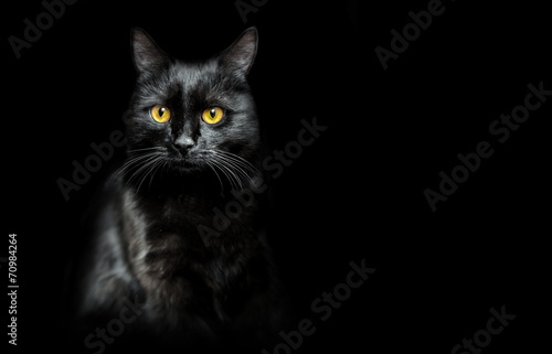 Print op canvas black cat on black