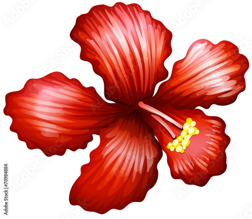 Fototapeta Naklejka Na Ścianę i Meble -  Lily