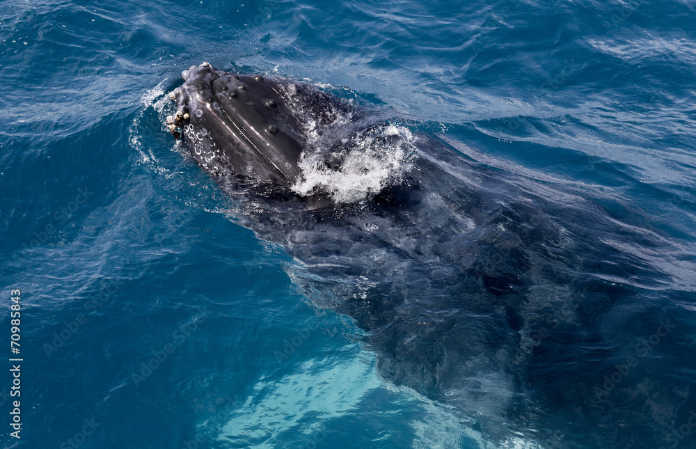 Naklejka premium Whale in Hervey Bay
