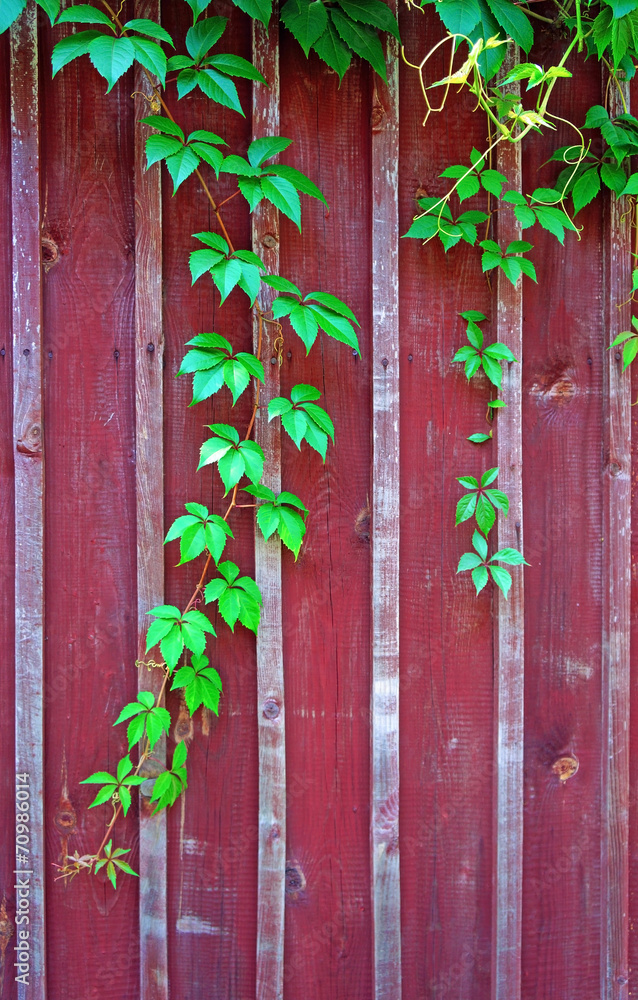 Parthenocissus branch on burgundy wooden fence (vertical image) Parthenocissus branch on burgundy wooden fence (vertical image)