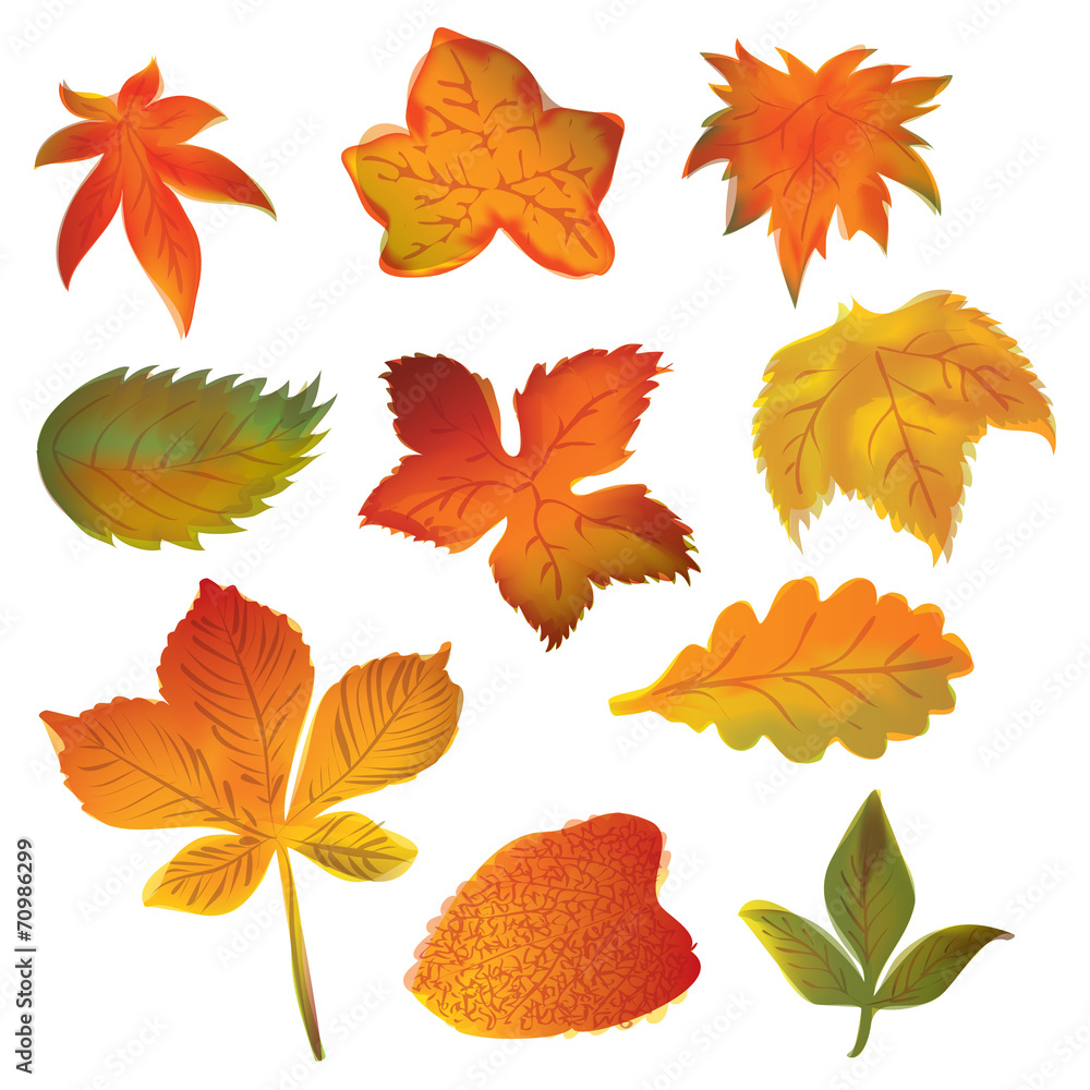 Autumn leaves set on the white background Autumn leaves set on the white background