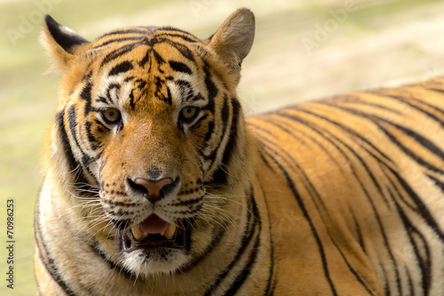 tiger (Panthera tigris) staring at me