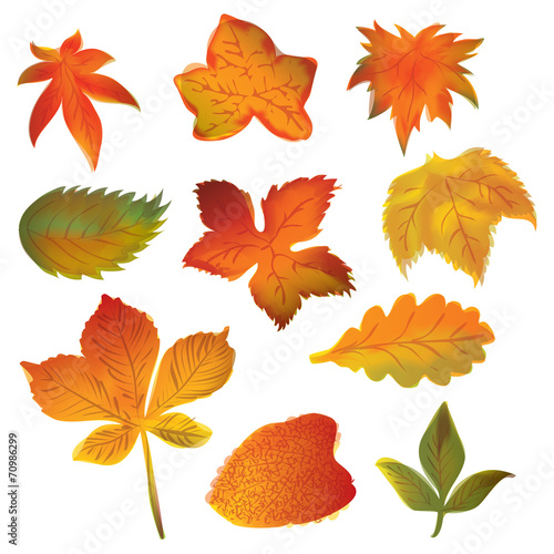 Autumn leaves set on the white background