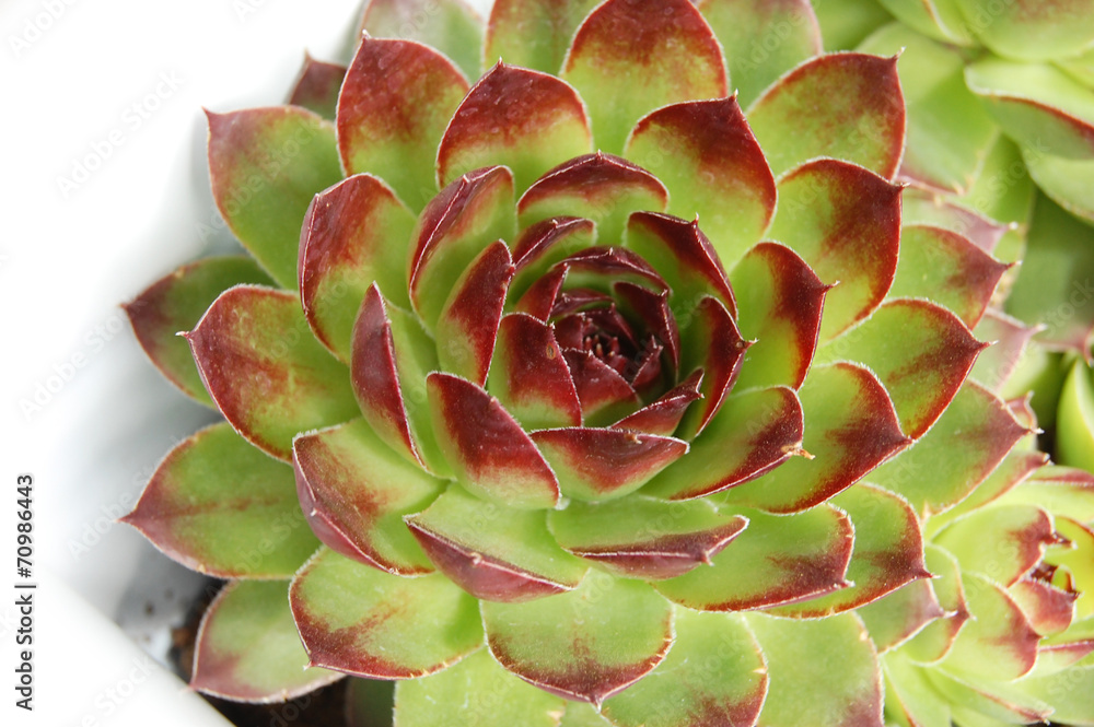 Close-up green / red plant (houseleeks, cuvarkuca) background Close-up green / red plant (houseleeks, cuvarkuca) background
