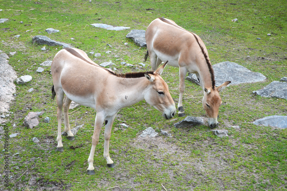 African wild ass (wild horse / donkey) grazing African wild ass (wild horse / donkey) grazing