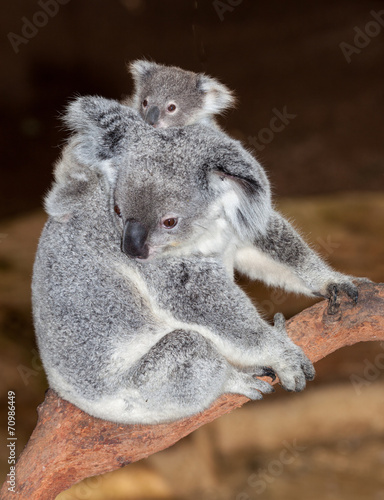 Fototapeta Naklejka Na Ścianę i Meble -  baby koala
