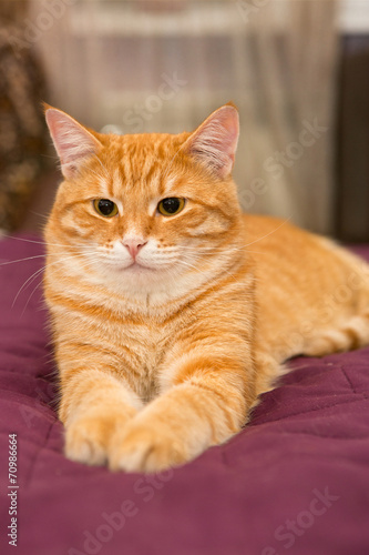 Big orange cat © Okssi