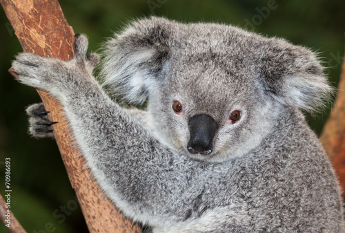 Fototapeta Naklejka Na Ścianę i Meble -  Adult  Koala