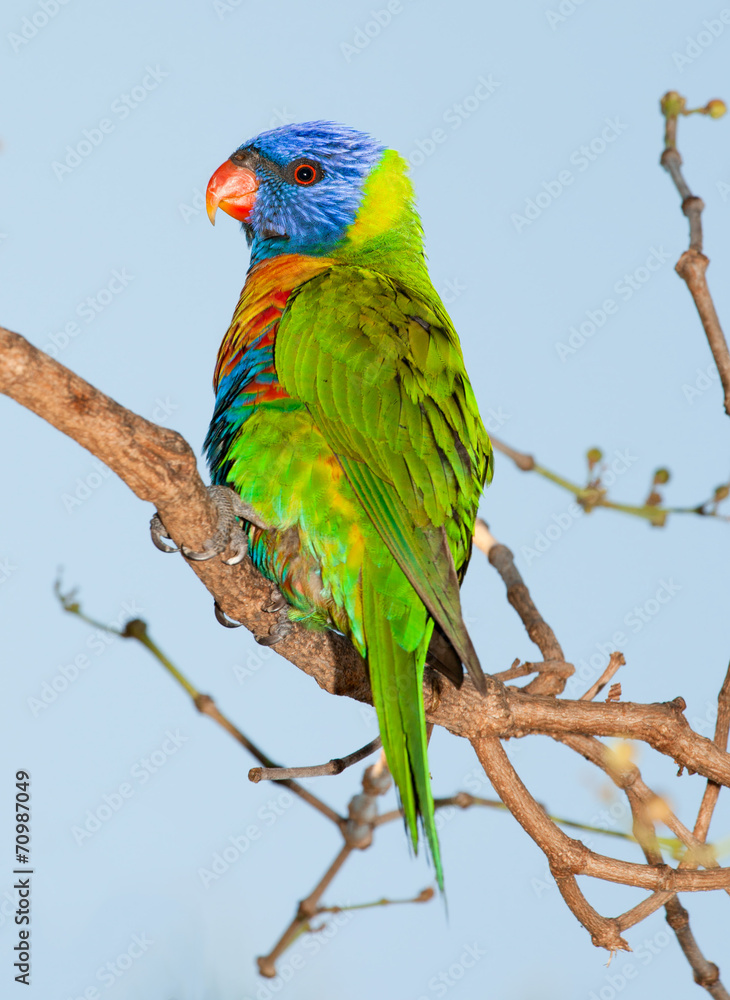 lorikeet from Australia lorikeet from Australia