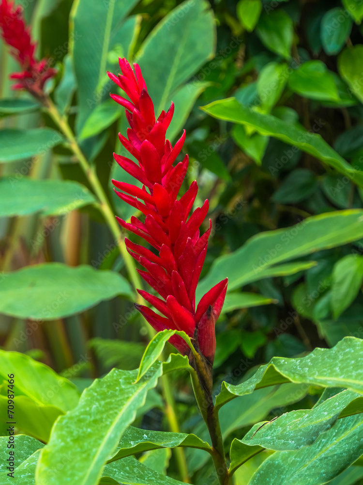 Alpinia oceanica, ZINGIBERACEAE, Solomon Islands, Vanuatu Alpinia oceanica, ZINGIBERACEAE, Solomon Islands, Vanuatu