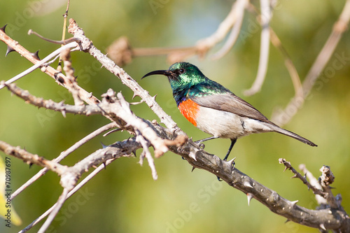 A wild Greater Double-Collared Sunbird perch in a tree