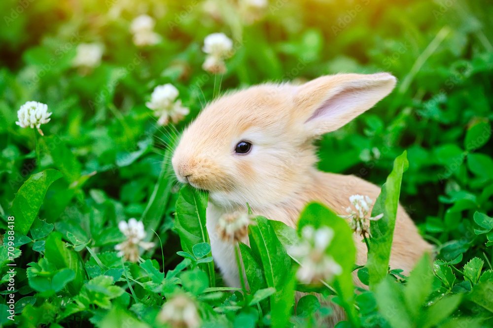 Fototapeta premium Little rabbit in green grass