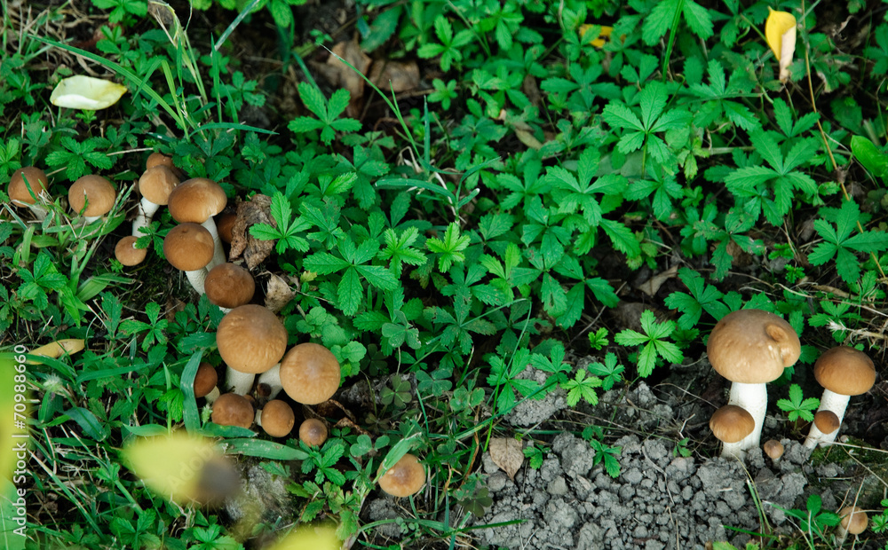 Foto Stock Funghi chiodini | Adobe Stock