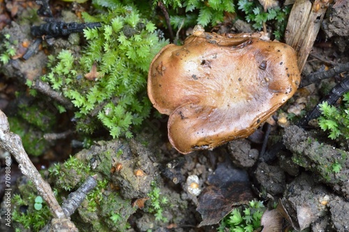 Small brown fungus in forest
