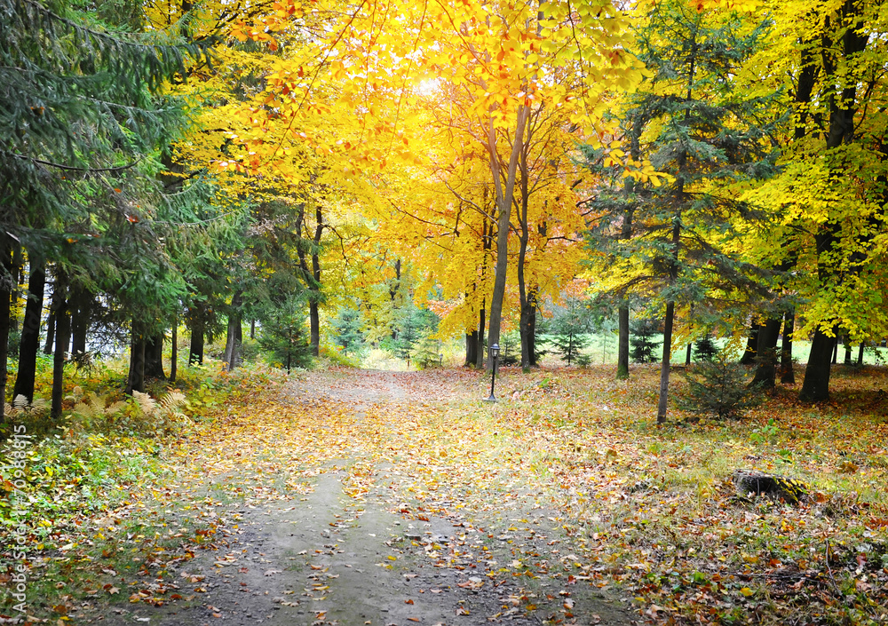 Fototapeta premium Autumn forest