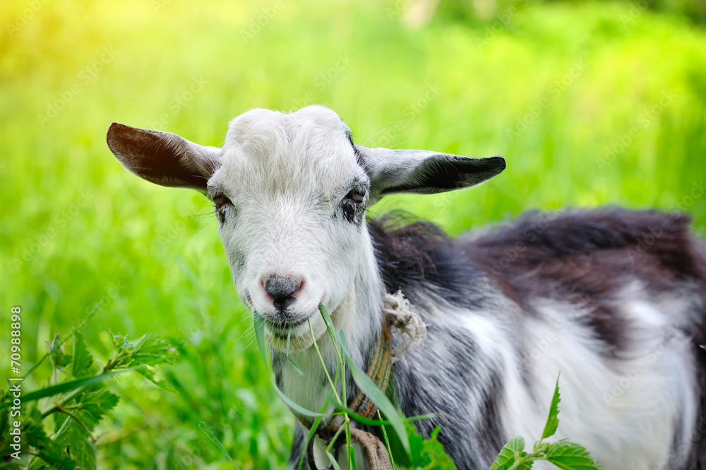 Obraz premium Goat on pasture closeup
