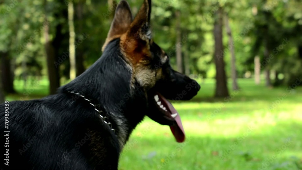 dog in the park - german shepherd - trees and grass dog in the park - german shepherd - trees and grass