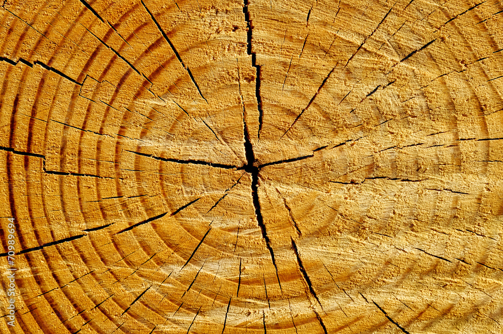 Fototapeta premium Tree Trunk