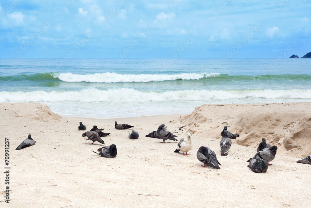 Obraz premium Tauben am Strand