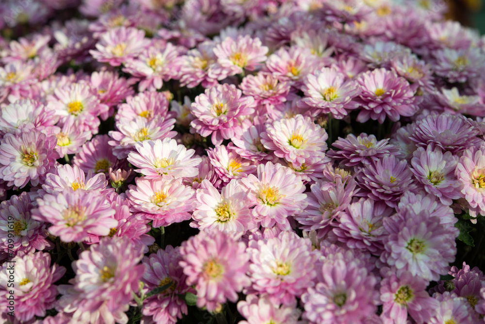 Fototapeta premium Chrysantheme