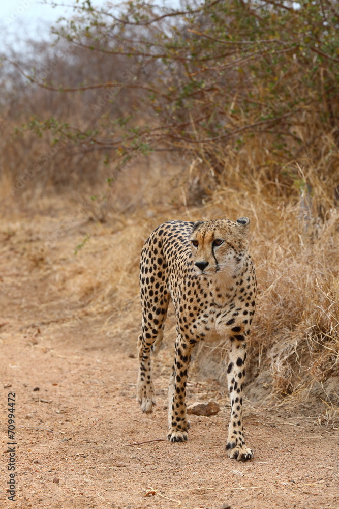 Obraz premium African Cheetah