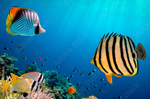 Underwater world. Coral fishes of Red sea. Egypt #70994836