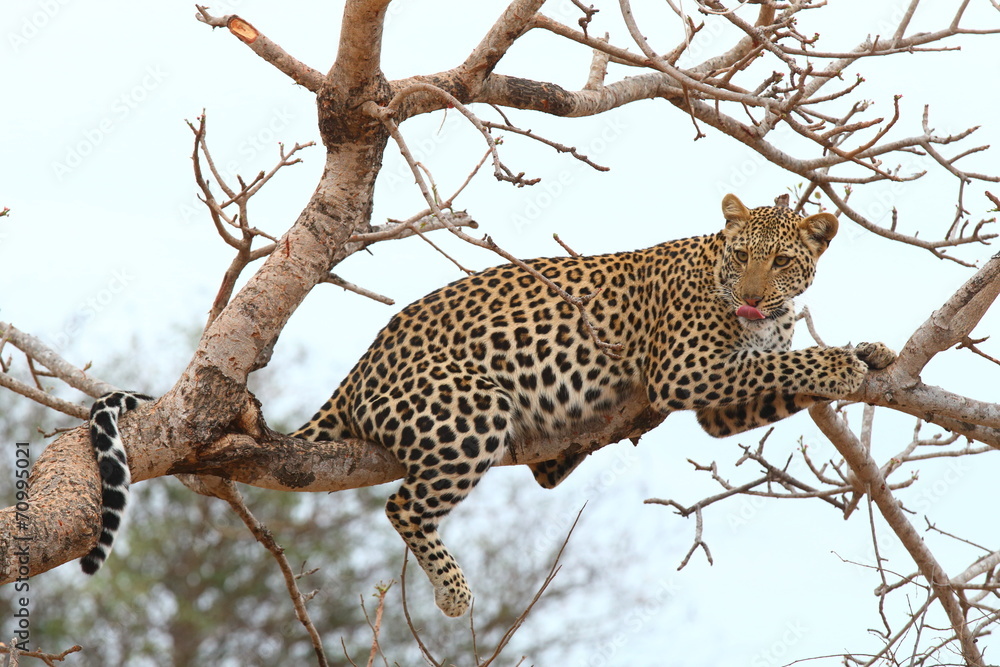 Obraz premium African Leopard